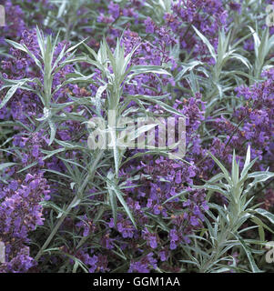 Plant Association - Artemisia ludoviciana `Silver Queen' AGM and Nepeta.   PAS108258     Photos Hort Stock Photo